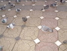 P9040096