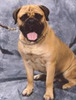 bullmastiff