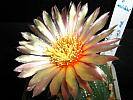 Astro.asterias hb.-floare