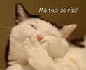 Pisici_ma_faci_sa_rad[1]