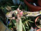 Cleistocactus dependens 1