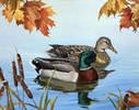 Popcorn Mallards_jpg