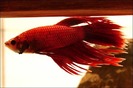 betta_fish[1]