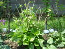 hortensia