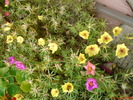 DSC00778