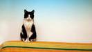 Fibi Cats Wallpapers Poze Pisici HD Fibi Full HD Desktop