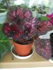 begonia Vezuvius