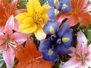 FLOWER1