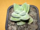 Crassula moonglow