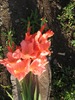 Gladiole