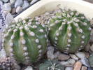 Echinopsis cv. "Imperial"