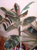 Ficus 3