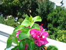 BOUGAINVILLEA