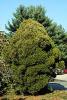 THUJA ORIENTALIS