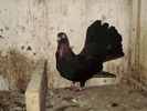 P9040201
