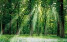 Magical-Forest
