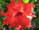 hibiscus rosu