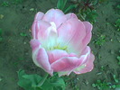 Imag043