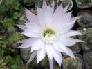 Echinopsis multiplex