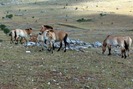 Calul lui przewalski in pasunile din Mongolia