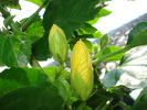 HIBISCUS GALBEN