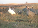 Bibilici