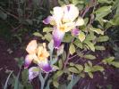 iris germanica galben cu mov