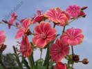 Lewisia portocaliu_roz 4