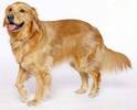 Golden Retriver