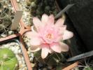 Gymnocalycium horstii - floare 2