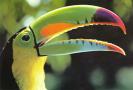 tucan