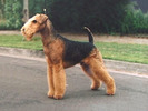 Terrier