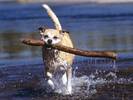 Caini Jucausi Poze cu Animale in Parc Wallpaper