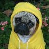 cutepugs