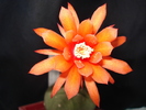 Matucana madisoniorum