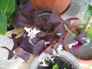 oxalis