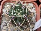 Gymnocalycium