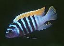 Pseudotropheus%20zebra