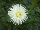 DSC00416