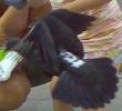 Copy of 23072008657