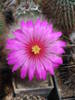 Mammillaria guelzowiana
