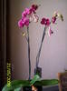 Orhidee phale 21 mai 2009 (1)