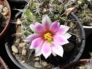 Mammillaria