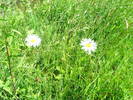 DSCF2763