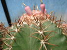 Melocactus matanzanus