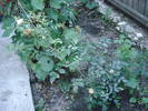 DSC09506