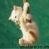 animale__avatare-cu-pisicute-38_jpg_85_cw85_ch85