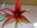 Hippeastrum cybister 'Merengue'