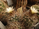 Turbinicarpus