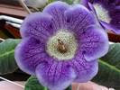 Tigrina Blue 2